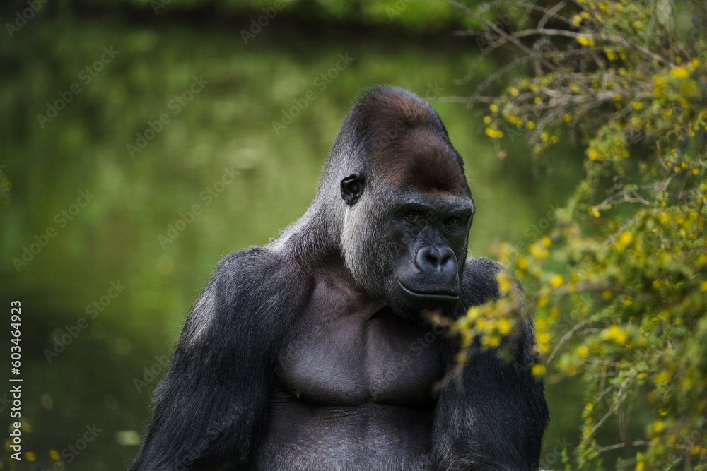 Obraz premium gorilla in the jungle