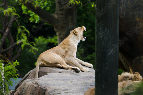 lion in the zoo