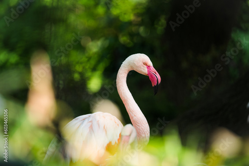 Pink Flamingo