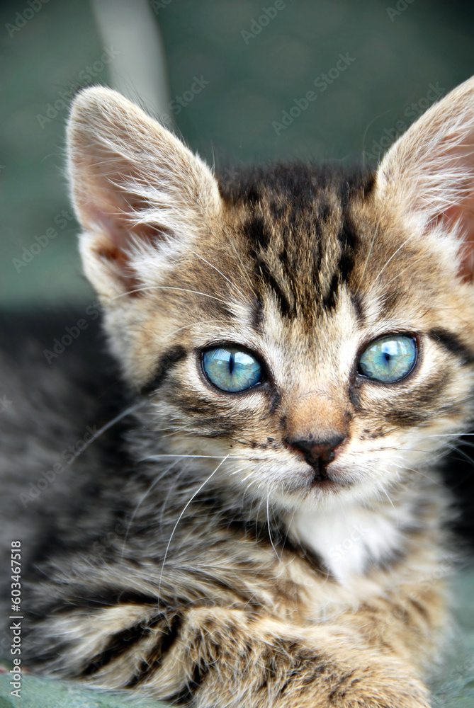 little baby mixed-brad cat with blue eyes portrait little baby mixed-brad cat with blue eyes portrait