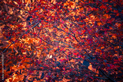Autumn Tree canopy Texture