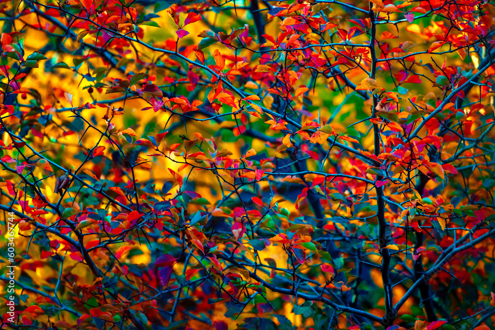 Autumn Tree canopy Texture