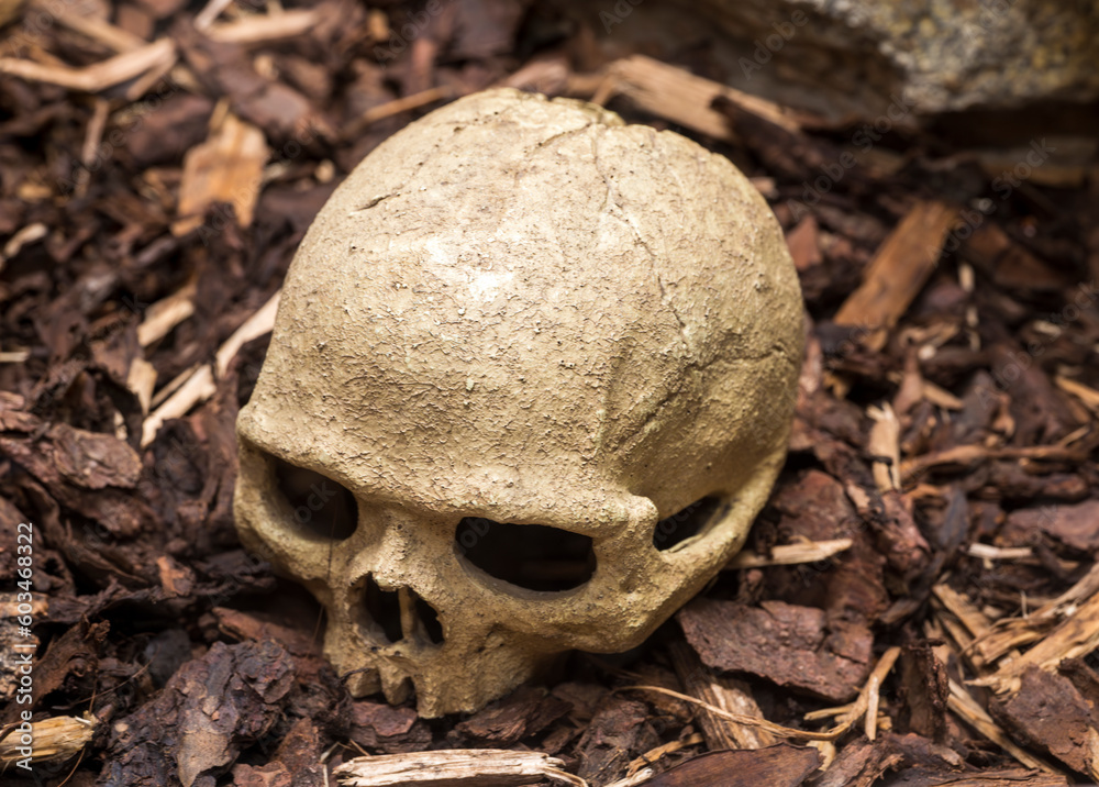 Old human skull on the ground in the forest Old human skull on the ground in the forest