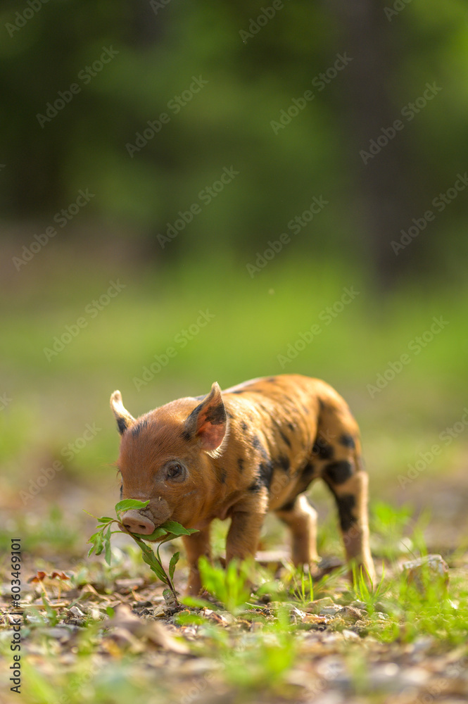 Piglet eating plants
