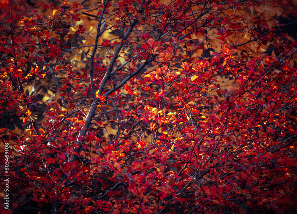 Deciduous trees in Southmoor Park in Denver, CO in full autumn bloom and color Deciduous trees in Southmoor Park in Denver, CO in full autumn bloom and color