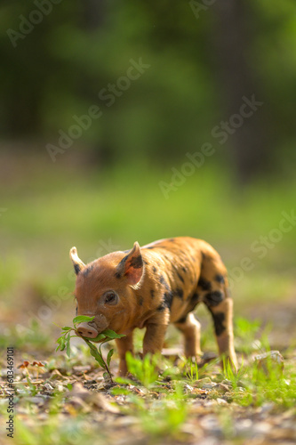 Piglet eating plants