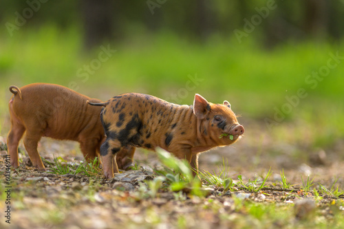 Piglet eating plants