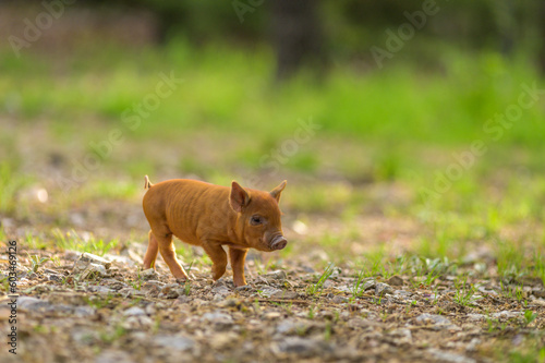 Piglet walking about