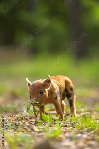 Piglet eating plants © JonathanHLee