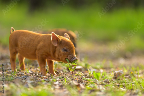 Piglet eating plants