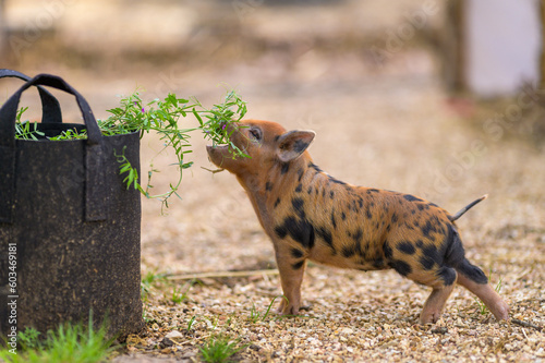 Piglet eating plants