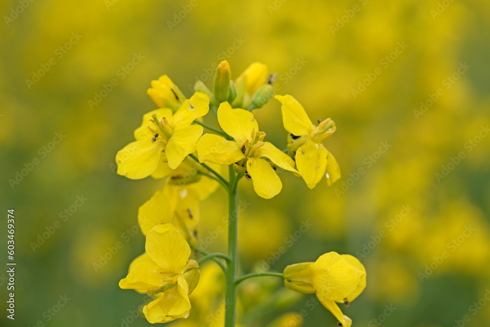 Close up macro image of rapeseed flowers