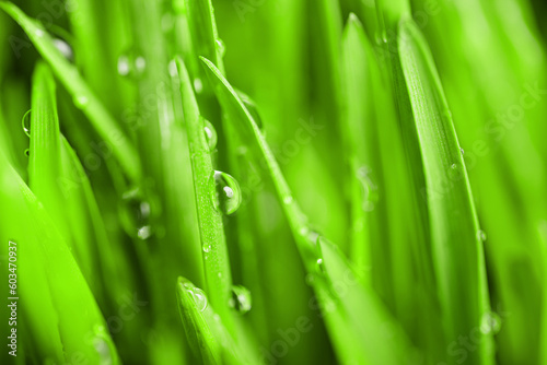 Beautiful fresh wet green grass background. Spring beauty and purity of environment and nature Idea. Large rain drops of dew sparkling in sunlight on lawn grass. Macro close up photo with bokeh