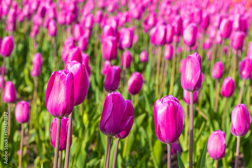 close-up shot of a field with tulips