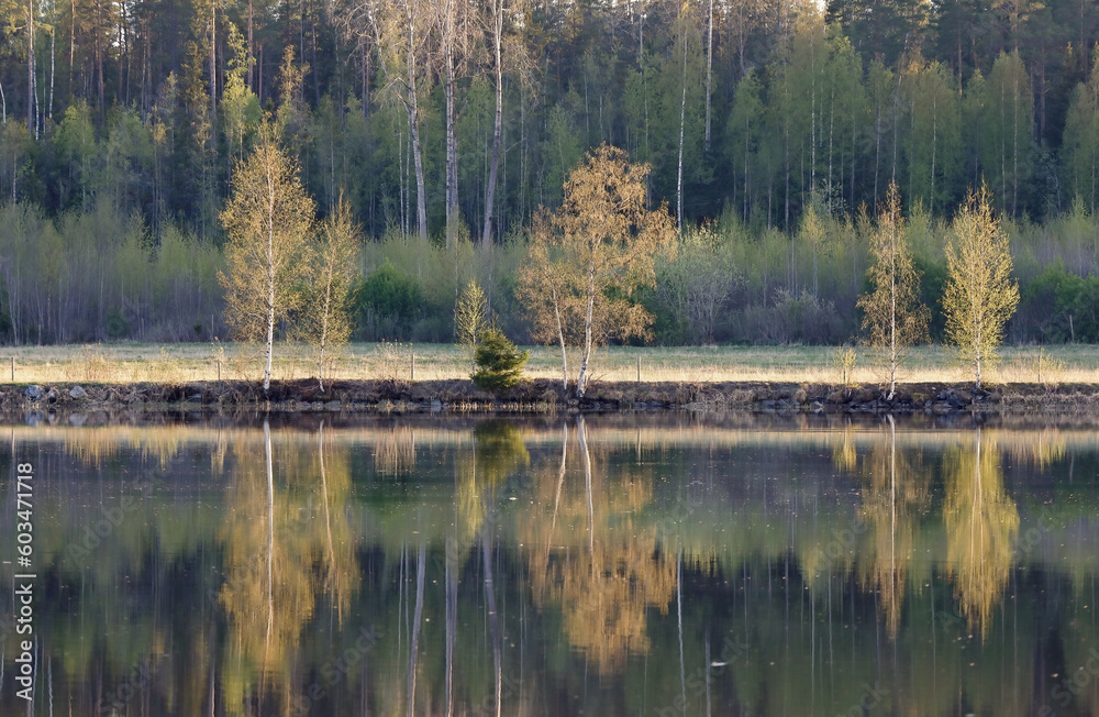 Reflection of trees in the river in spring