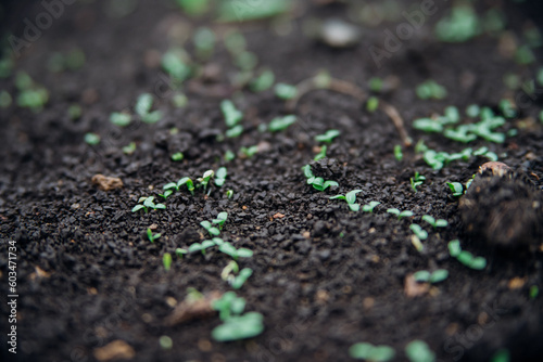 Seed shoots on the beds. Small plant sprouts. Micro-green. Healthy vegetables and herbs. Agriculture and horticulture.