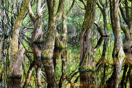 tree trunks growing in the water in the forest