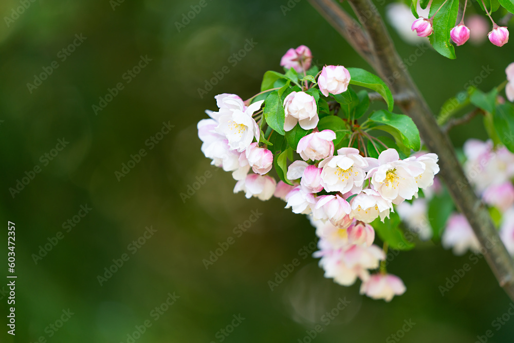 Branch with tender white and pink blossoms Branch with tender white and pink blossoms