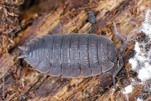 Fotografie Rough woodlice (Porcellio scaber)