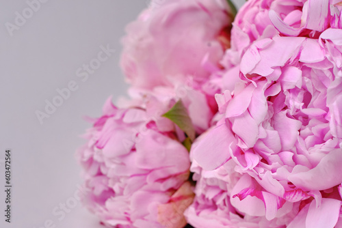 Fototapeta Naklejka Na Ścianę i Meble -  Bouquet of stylish peonies close-up. Pink peony flowers. Close-up of flower petals. Floral greeting card or wallpaper. Delicate abstract floral pastel background. Card Concept, copy space for text