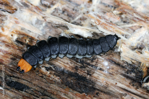 Lygistopterus sanguineus larva, larvae (Predatory) on wood. Net-winged beetles in the family Lycidae.  © Tomasz