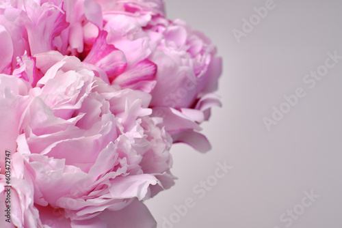 Bouquet of stylish peonies close-up. Pink peony flowers. Close-up of flower petals. Floral greeting card or wallpaper. Delicate abstract floral pastel background. Card Concept  copy space for text