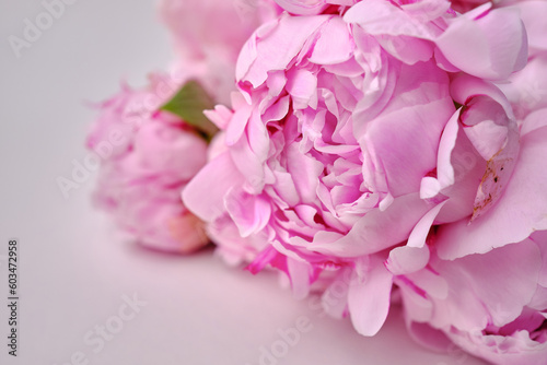 Fototapeta Naklejka Na Ścianę i Meble -  Bouquet of stylish peonies close-up. Pink peony flowers. Close-up of flower petals. Floral greeting card or wallpaper. Delicate abstract floral pastel background. Card Concept, copy space for text