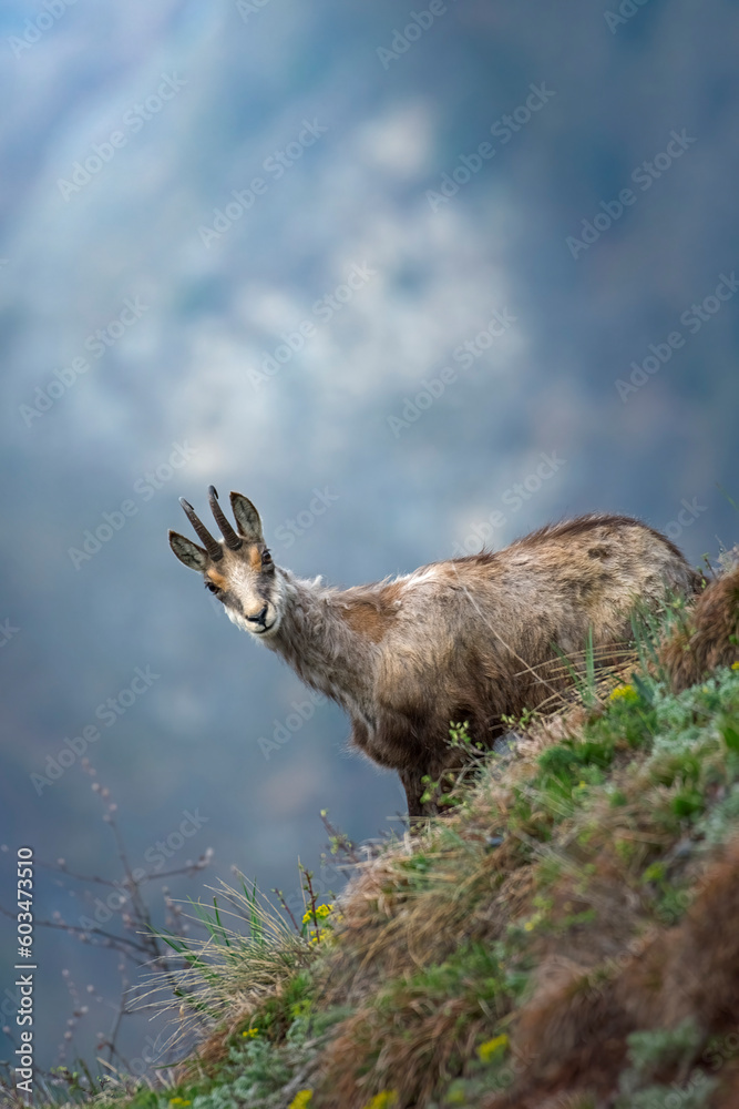 Alpine chamois or wild goat (Rupicapra rupicapra) with molting coat, standing in a steep alpine slope on a spring morning, against blurred mountain in the background, Piedmont Alps, Italy, May.