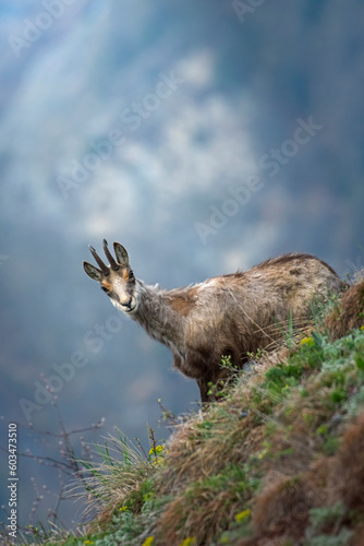 Obraz na płótnie Alpine chamois or wild goat (Rupicapra rupicapra) with molting coat, standing in a steep alpine slope on a spring morning, against blurred mountain in the background, Piedmont Alps, Italy, May. w salonie