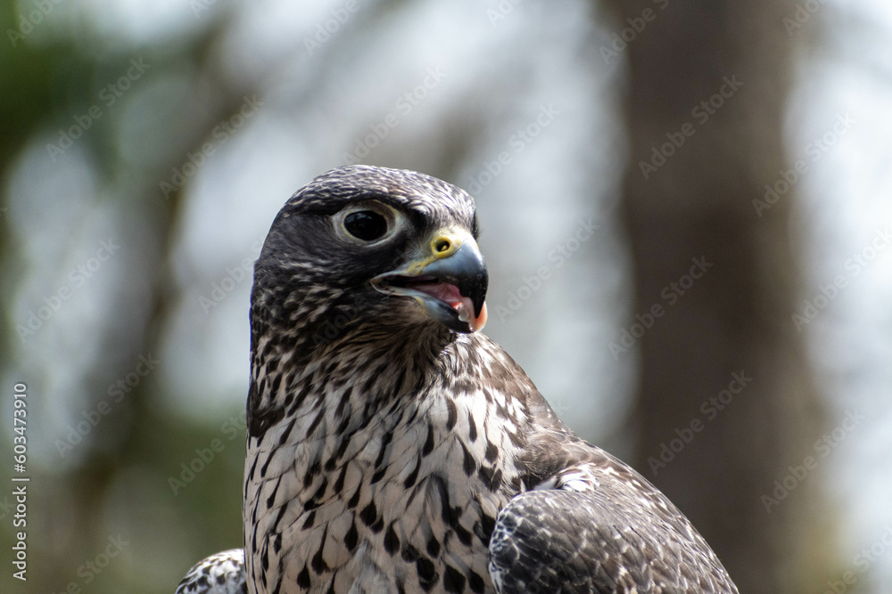 Portrait of a gyrfalcon with its tongue out as it eats Portrait of a gyrfalcon with its tongue out as it eats