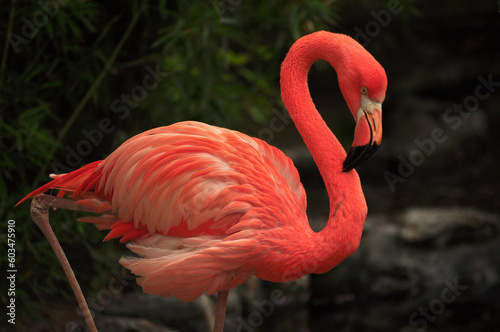 American flamingo (Phoenicopterus ruber) portrait