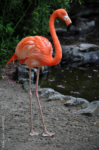 American flamingo (Phoenicopterus ruber) portrait