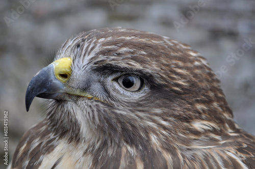 Common buzzard (Buteo buteo) portrait photo