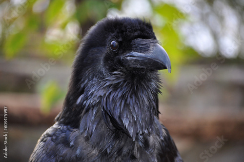 Common raven (Corvus corax) portrait photo