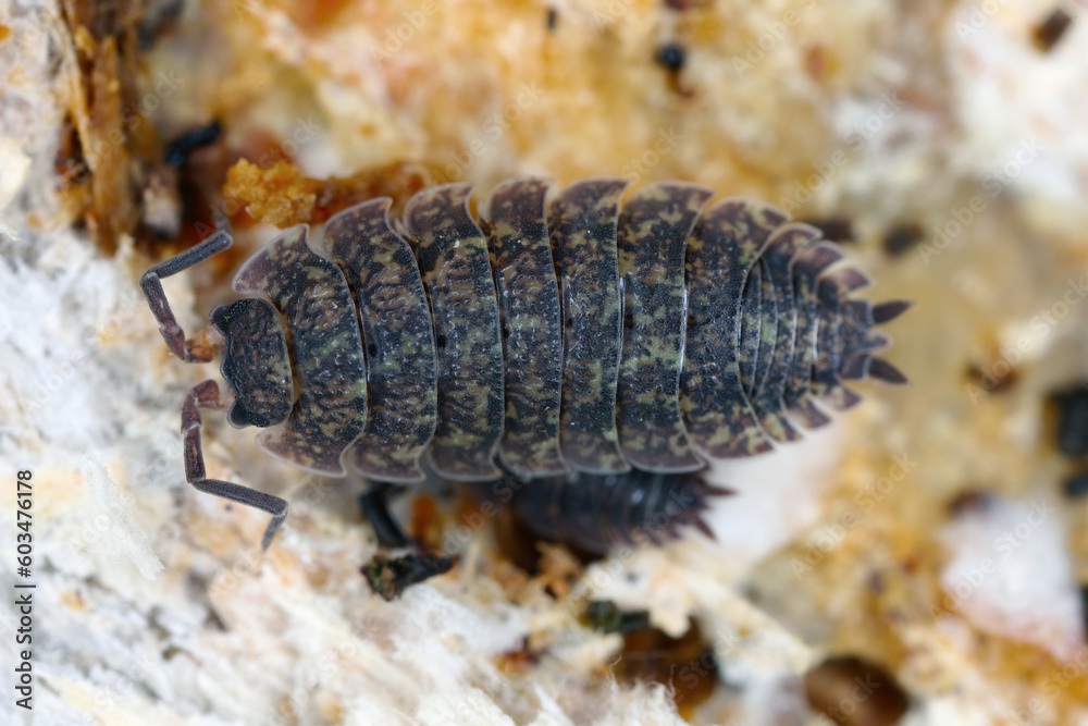 Rough woodlice (Porcellio scaber). Terrestrial crustaceans in the familiy Porcellionidae, exposed under bark of dead log. Rough woodlice (Porcellio scaber). Terrestrial crustaceans in the familiy Porcellionidae, exposed under bark of dead log.