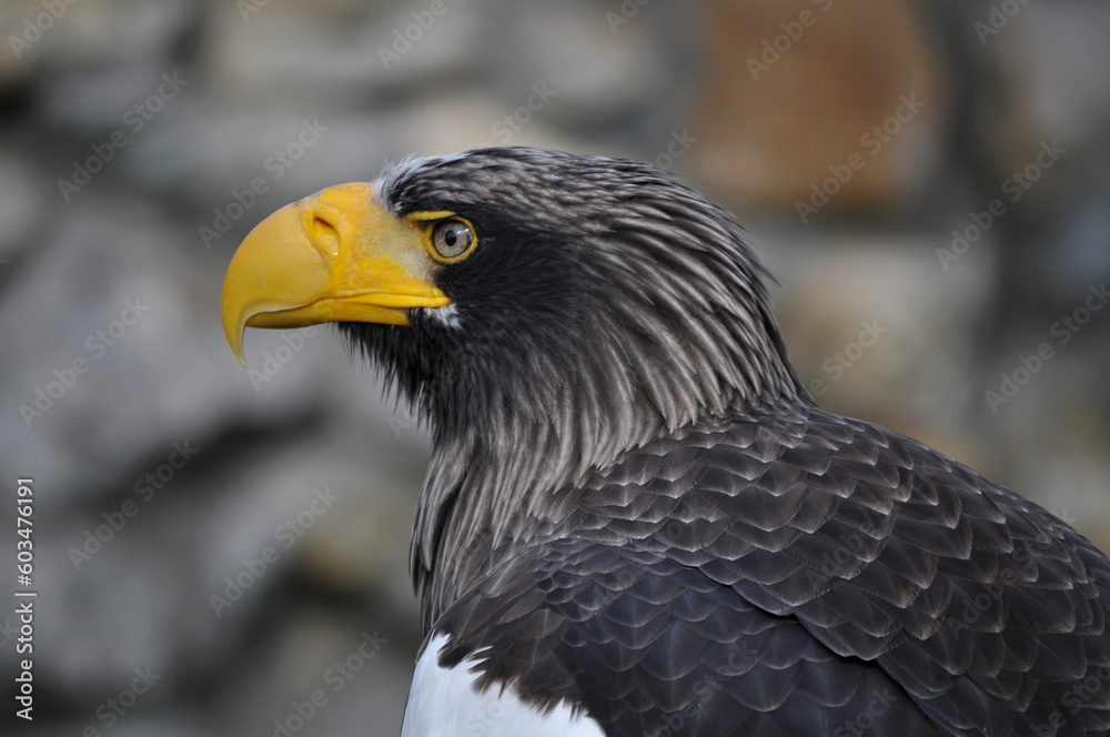 Steller's Sea-Eagle (Haliaeetus pelagicus) portrait
