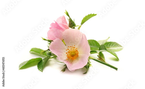 Pink dog rose flower with green leaves isolated on white