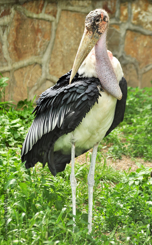 Marabou stork (Leptoptilos crumenifer) portrait