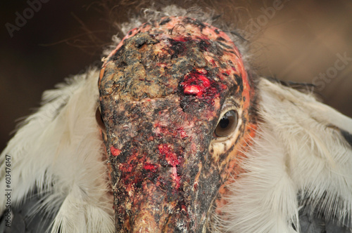 Marabou stork (Leptoptilos crumenifer) portrait photo