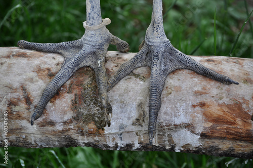 Marabou stork (Leptoptilos crumenifer) legs, feet
