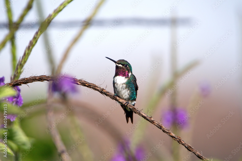 Male white-bellied woodstar (Chaetocercus mulsant) perched on a porterweed twig in Cotacachi, Ecuador