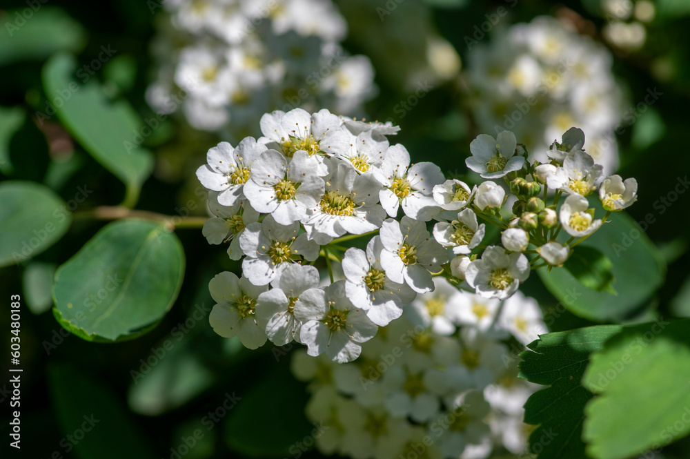 Spiraea vanhouttei meadowsweet ornamental shrub in bloom, group of bright white flowering flowers on branches