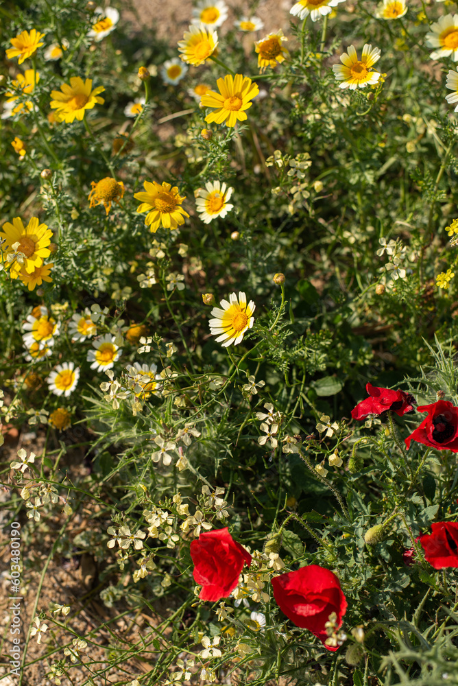 Obraz premium red and yellow flowers greek field meadow summer