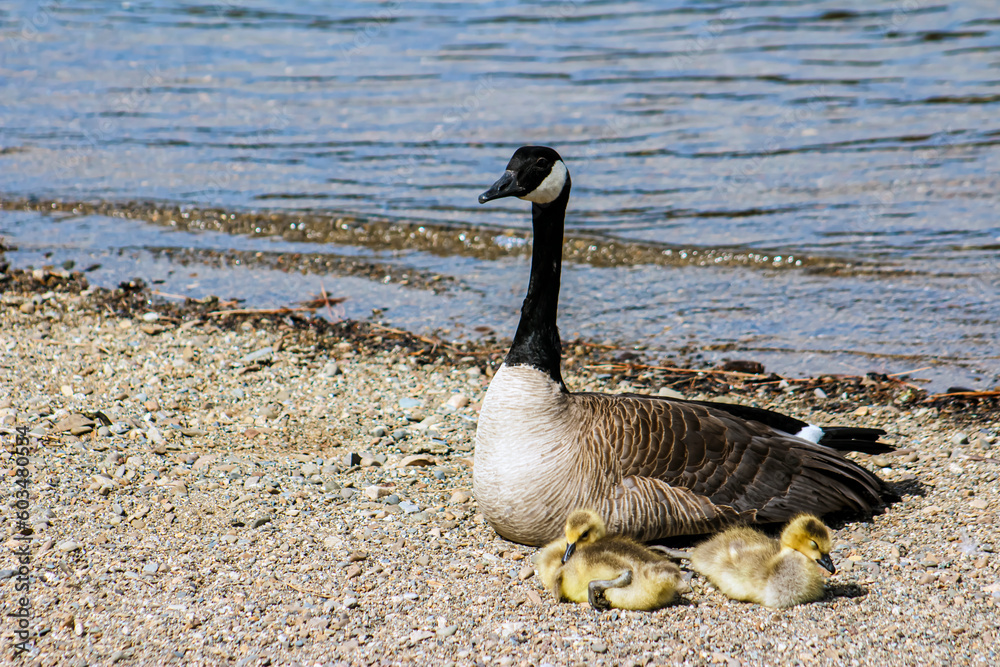 Obraz premium Mother Goose with Two Adorable & Endearing Goslings on the Sandy Beach at the Lake - Border, Background, Backdrop, Wallpaper, Invitation, Flier, Poster, Banner Ad, Advertisement, Publications