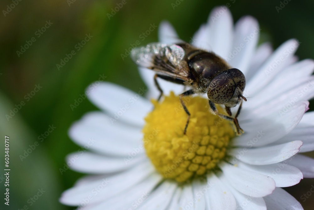 Insecte sur une fleur Insecte sur une fleur