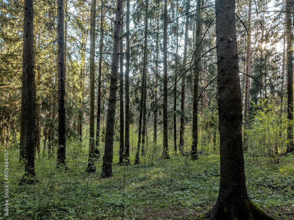 Tree trunks, forest landscape, green environment scenery Tree trunks, forest landscape, green environment scenery