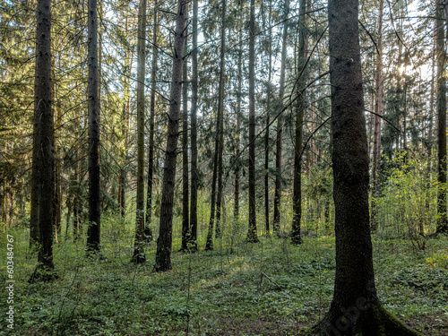 Tree trunks  forest landscape  green environment scenery