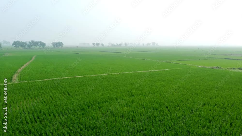 After planting paddy, the cultivated land of Bengal seems to be covered with a green carpet. After planting paddy, the cultivated land of Bengal seems to be covered with a green carpet.