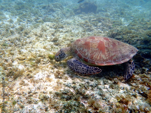 sea turtle in the coast near waters at moalboal