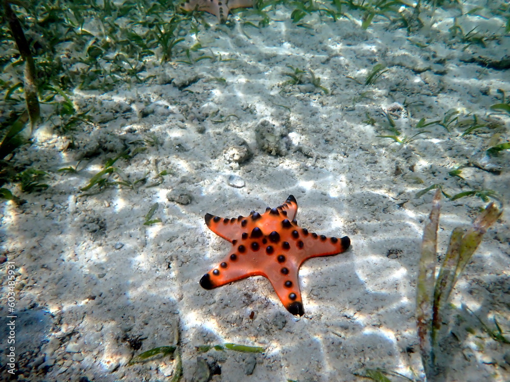 colorful starfish in the pacific ocean at moalboal colorful starfish in the pacific ocean at moalboal